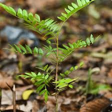 Amla Extract