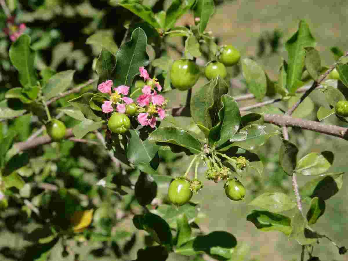 Maqui Berry